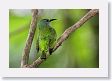 SelvaVerde - 094 * Shining Honeycreeper (female) * Shining Honeycreeper (female)